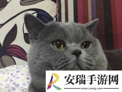 英短500一只正常吗