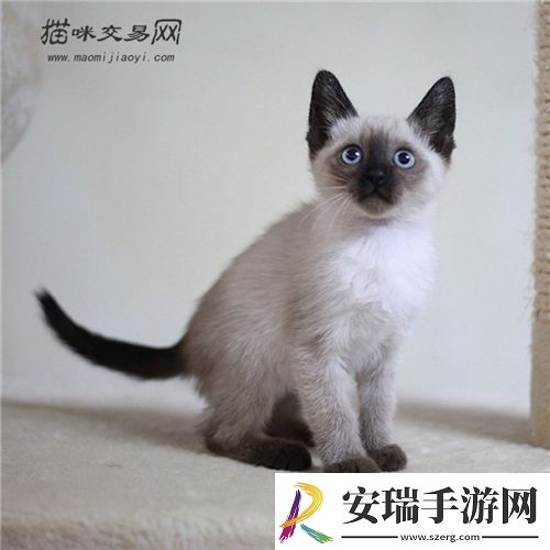 暹罗猫聪明吗