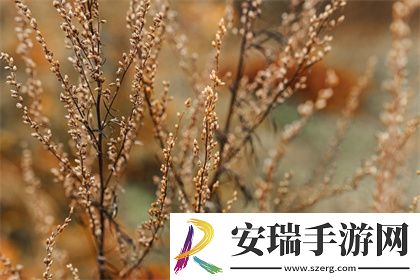 成品短视频app源码入口在哪