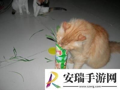 白毛美短价格