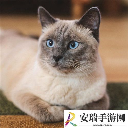 猫咪品种之【暹罗猫】