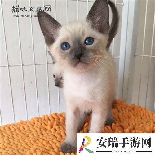 暹罗猫聪明吗