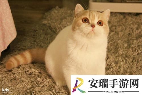 英短500一只正常吗