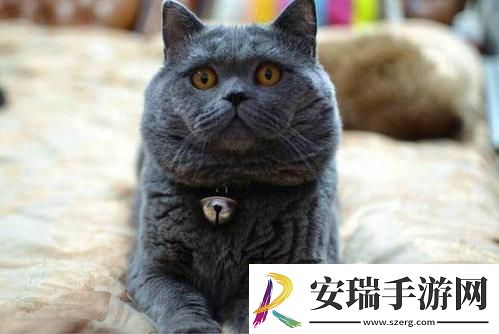 英短500一只正常吗