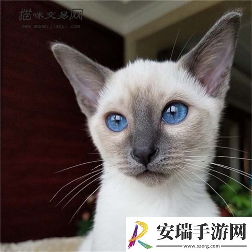 暹罗猫聪明吗