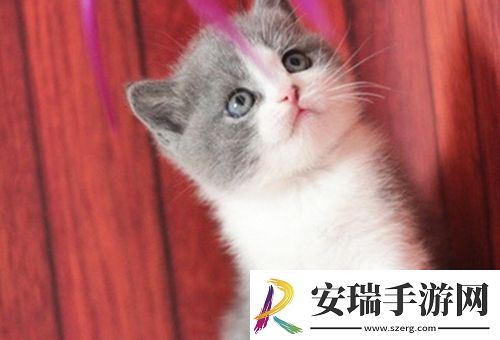 杭州幼年纯种缅因猫价格大概多少钱一只