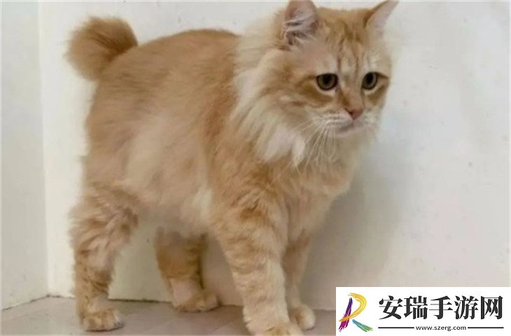长毛橘猫是土猫吗