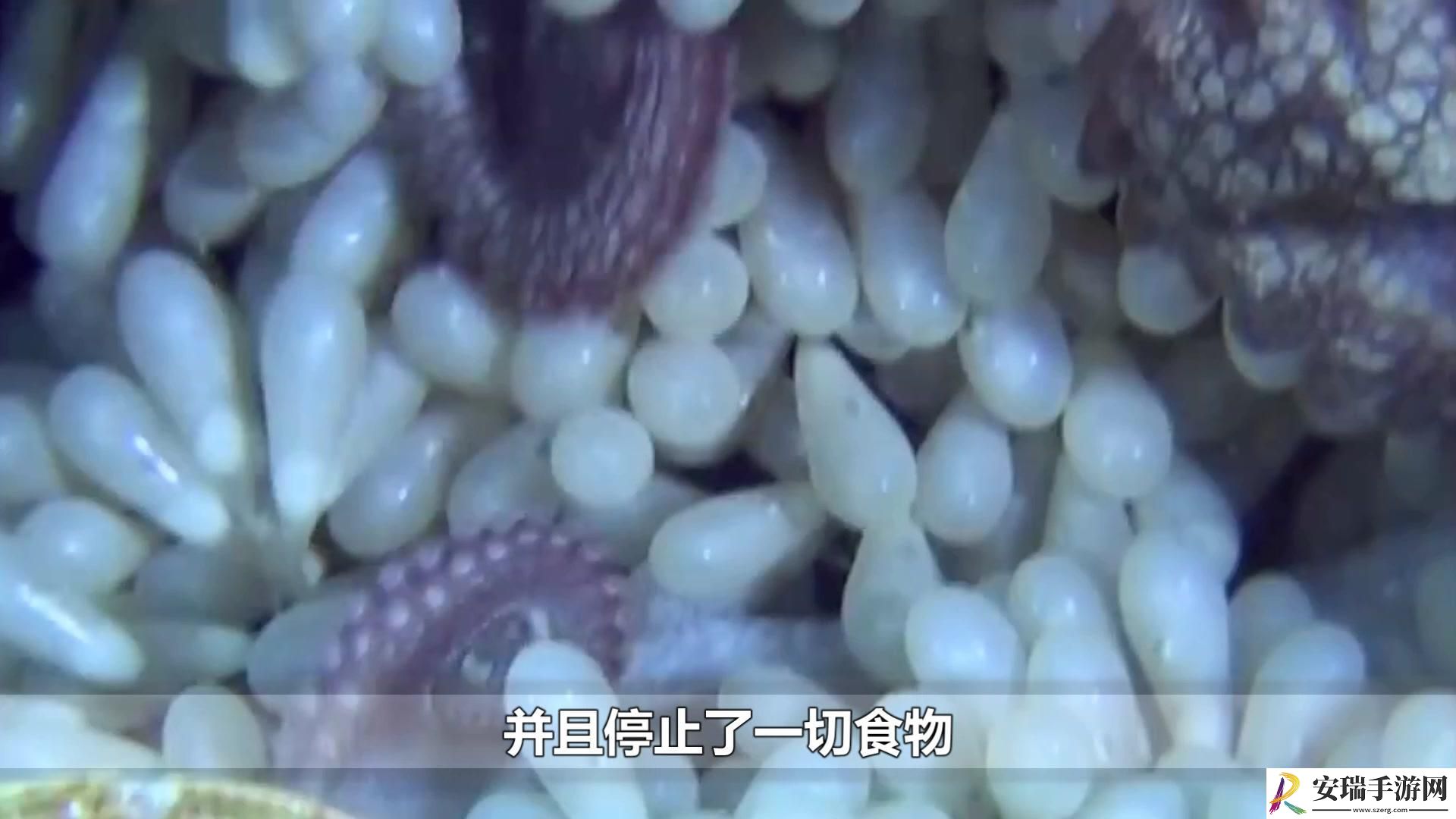 章鱼钻进我的肚子里再出生