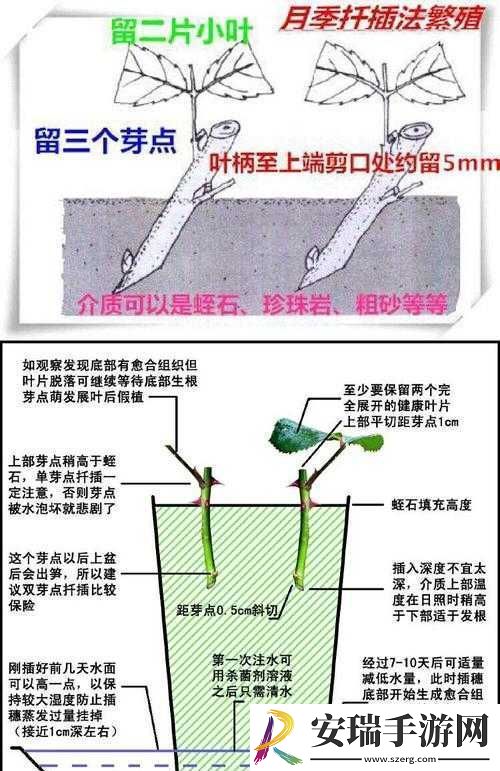 韩式