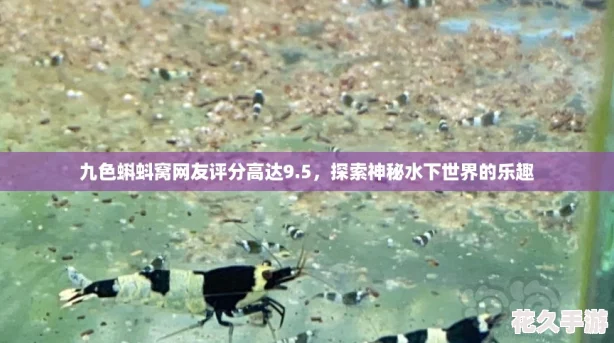 九色蝌蚪窝网友评分高达9.5