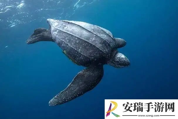 现今海洋中最大的爬行动物是