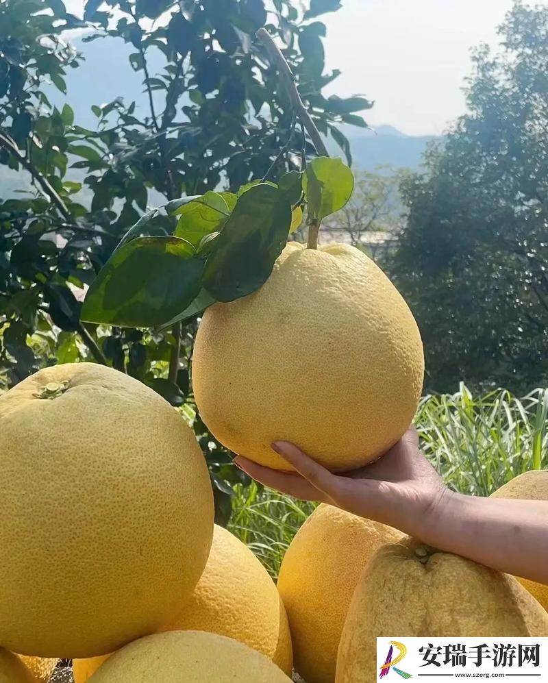 柚子熟透