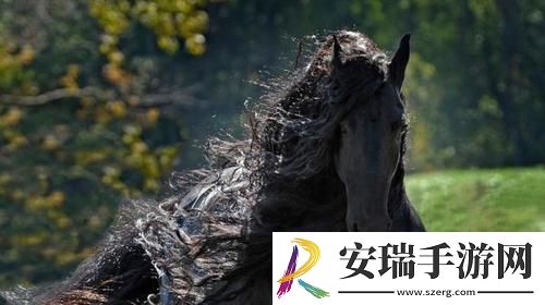 黑马视频