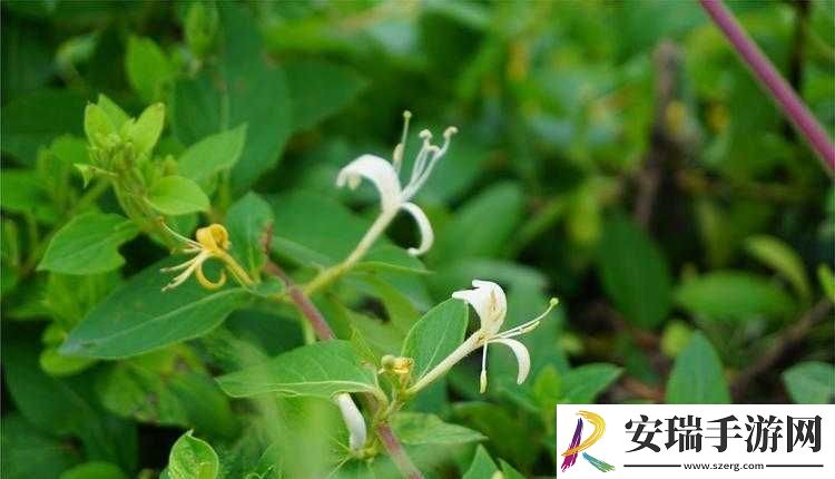 师徒1v2金银花