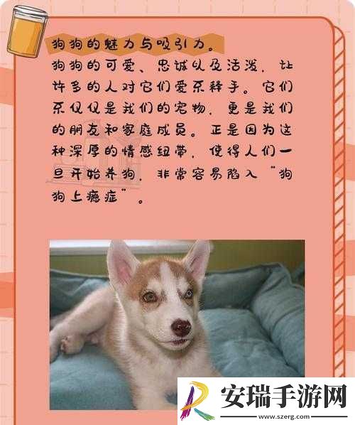 狗狗让我上瘾戒不掉怎么办