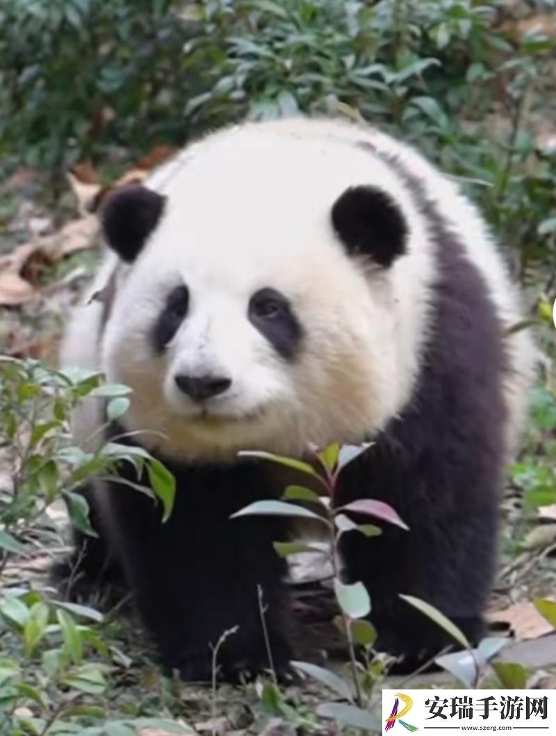 瞧一瞧