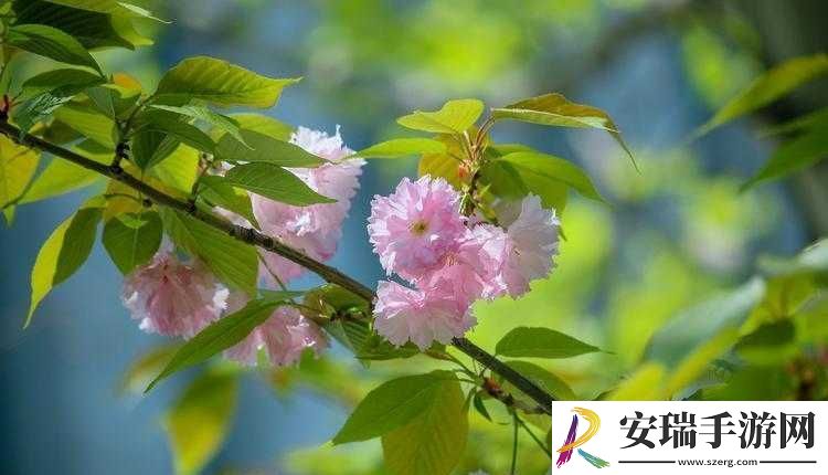 樱花