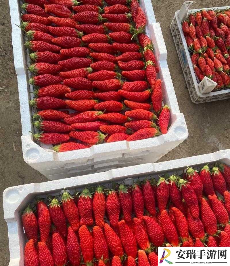 成都香蕉草莓科技有限公司