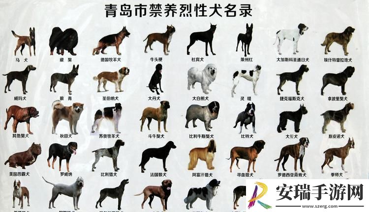 “狗狗人胶秘方”