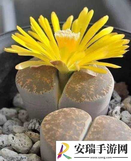 蘑菇头顶开花缝