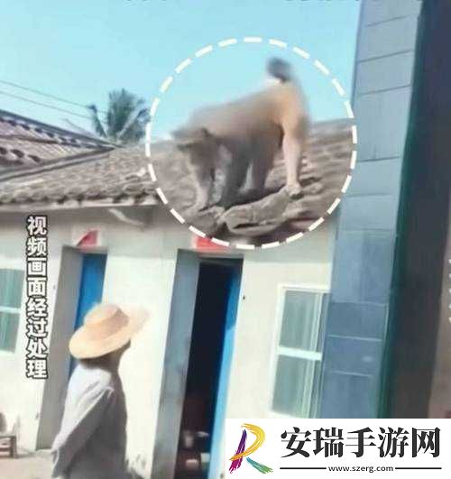 两个人生猴子全程不盖被子