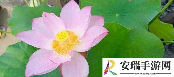女性半夜莲花开放会自愈吗