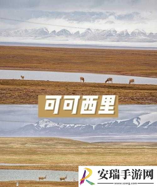 可可西里大但人文艺术