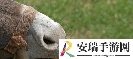 傻大壮长着驴一样的东西