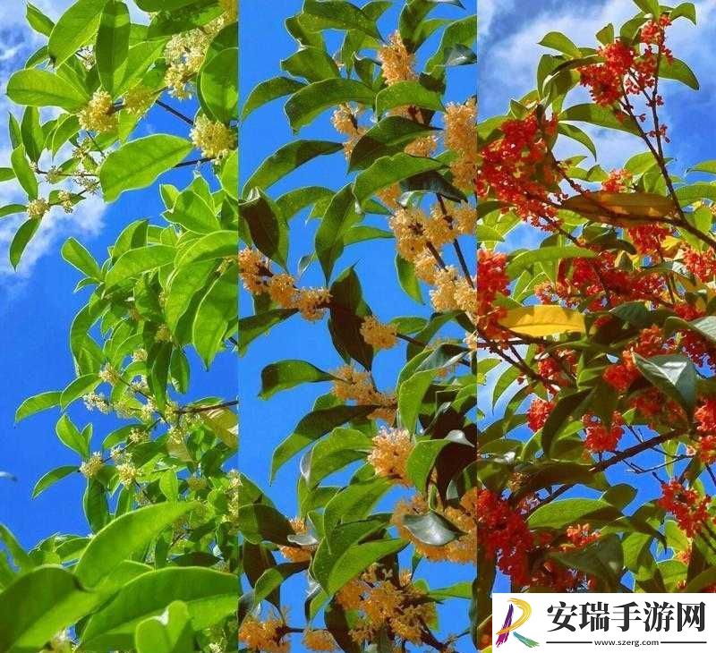 桂花婶的宝贝