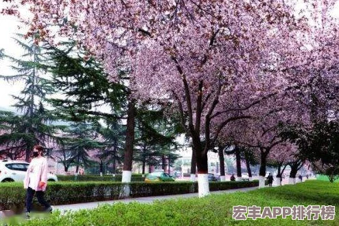 樱花草一区