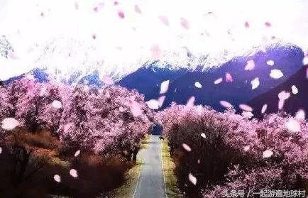 樱花草一区