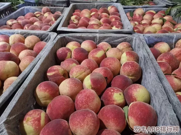 坤坤寒进桃子里的解决方法