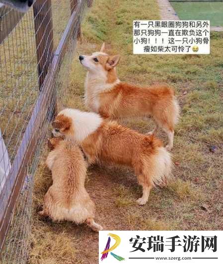 ZOOMSERVO兽狗牧场96