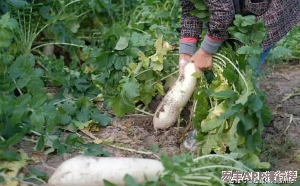 光腿拔萝卜光腿拔萝卜