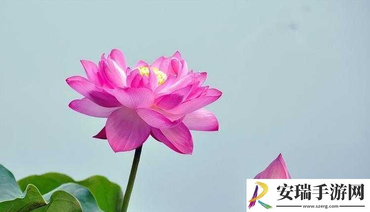 两瓣红莲今夜开一池碧水盼君浴