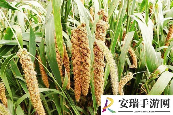 灵魂面甲作物种植攻略