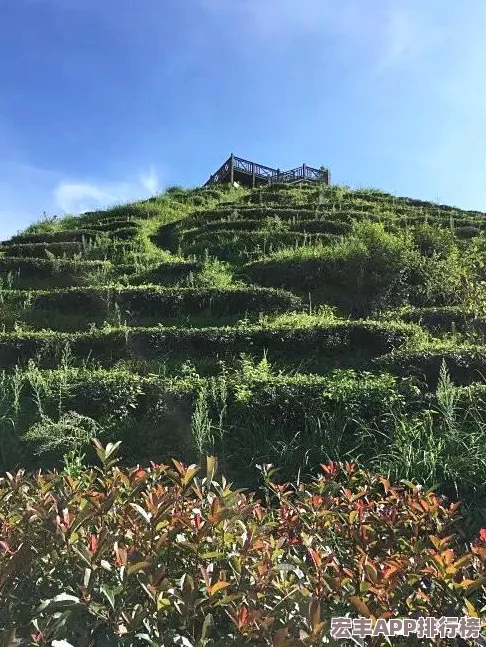樱花学院精心策划