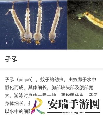 子孓是哪种动物的幼虫