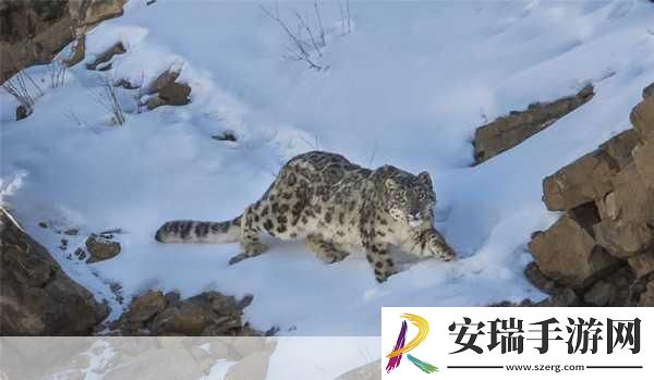 雪豹之乡是三江源地区哪个地方