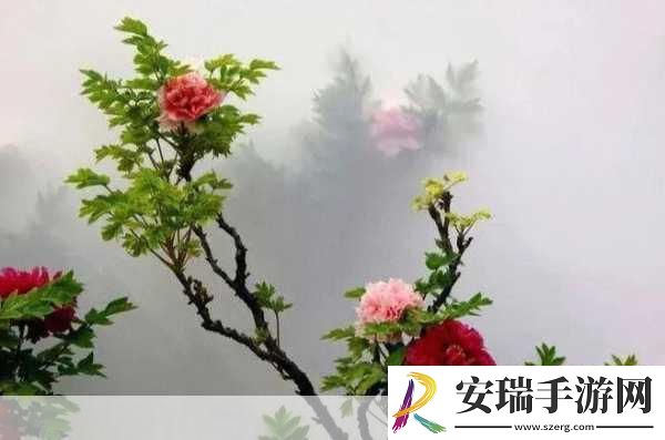 探秘牡丹仙境