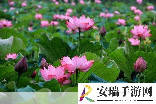 探寻花重锦官城的诗意之地