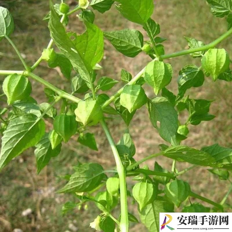 打扑时尚秀