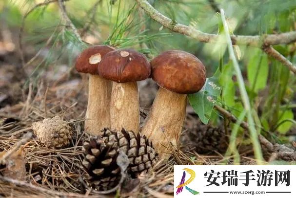 所有品种的牛肝菌都是可食用的美味吗