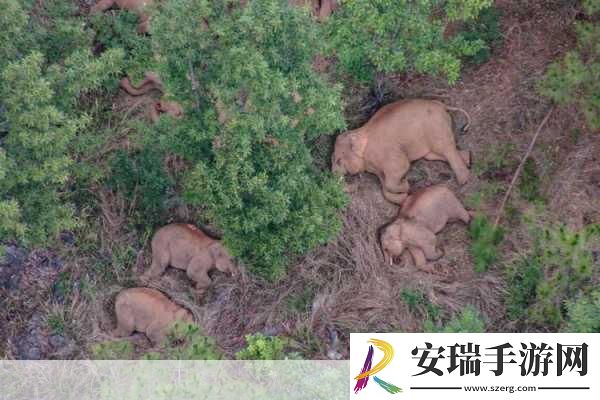 云南象群智慧饮水引手游玩家热议