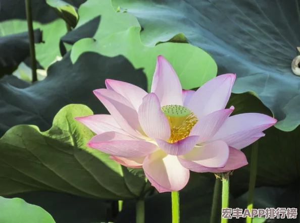 王者荣耀周年庆草木风华系列皮肤价格及优惠活动全面解析