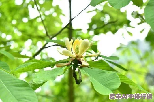 王者荣耀周年庆草木风华系列皮肤价格及优惠活动全面解析