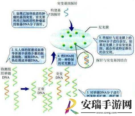 DNA
