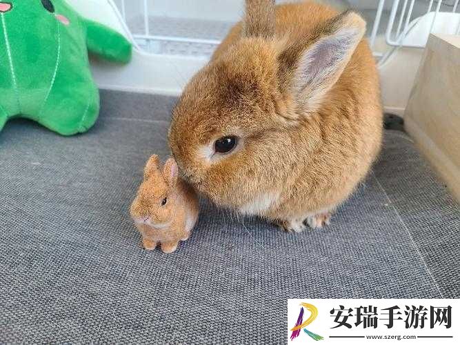 咬小兔兔是站着还是躺着