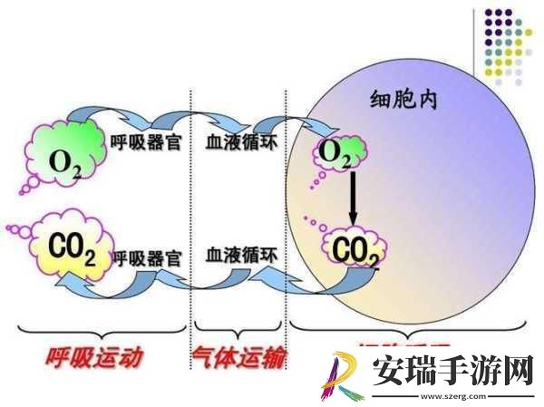 一边伸舌一边喘气助眠