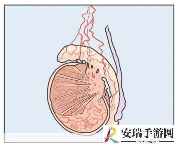 蛋蛋立了长什么样子呢